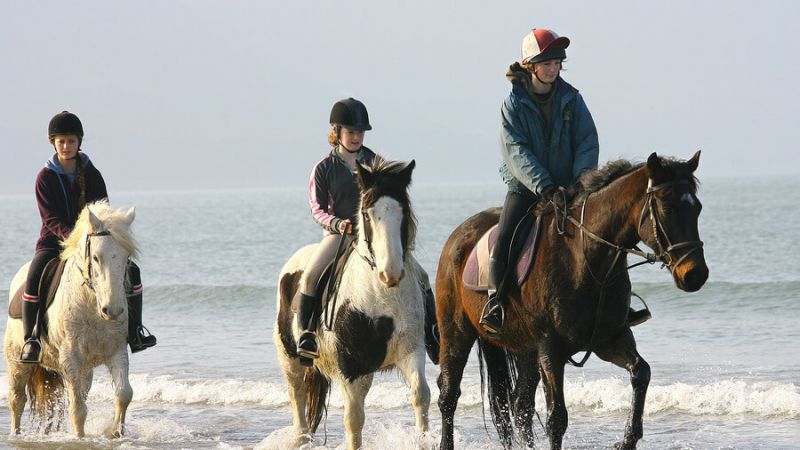 Chevaux au galop Rossbeigh11