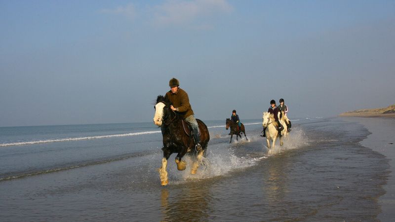 Chevaux au galop Rossbeigh5