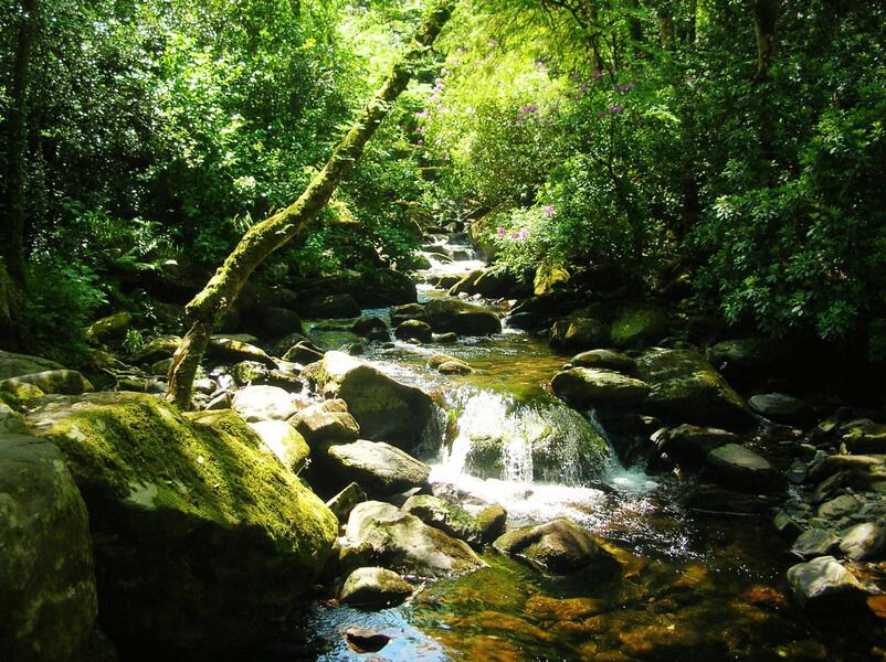 Killarney National Park Muckross