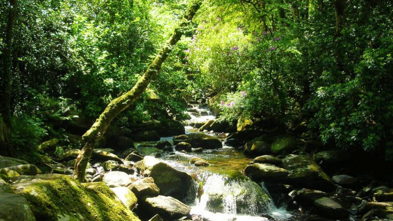 Killarney National Park Muckross